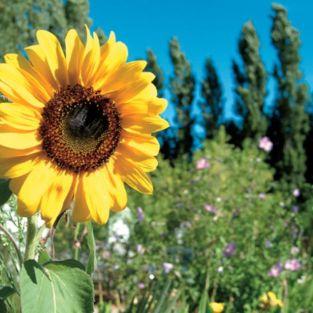 Le camping Ker Helen vous accueille dans un cadre fleuri