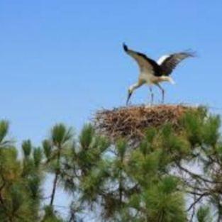 De nombreuses espèces d'oiseaux dans leur environnement naturel