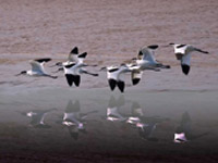 Les oiseaux observés au Teich