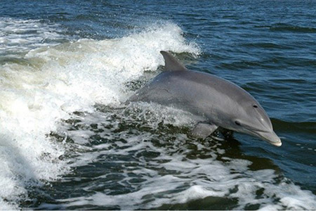 Ces animaux qui peuplent le Bassin d'Arcachon