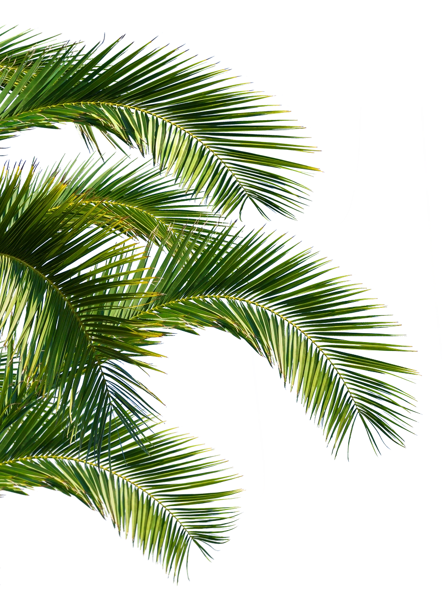 Feuilles de palmier vertes sur fond blanc