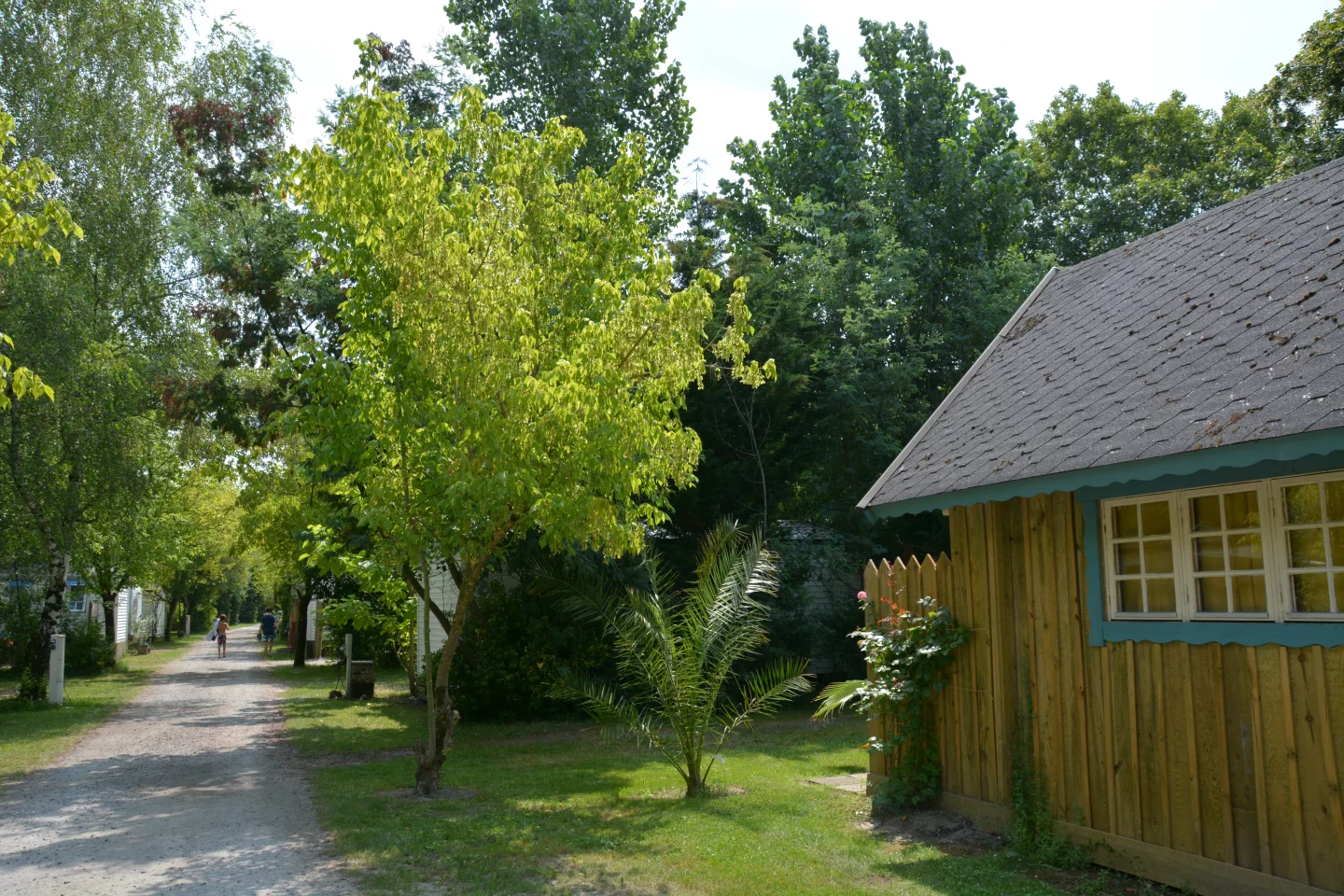 Chemin arboré avec cabane en bois l'été.