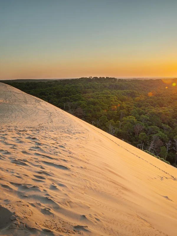 Coucher de soleil sur dune et forêt verdoyante.