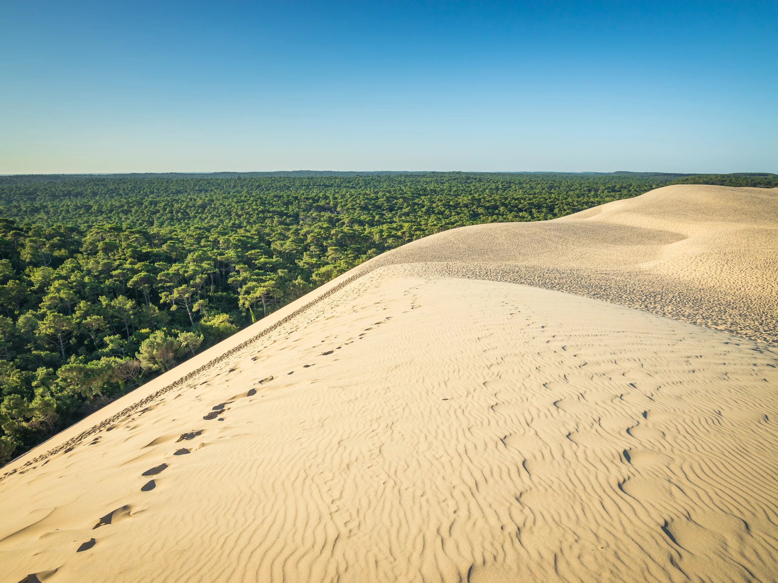 Vue sur la dune et forêt verdoyante