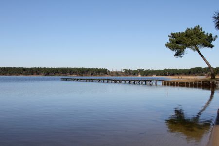 Lac calme avec ponton et arbre