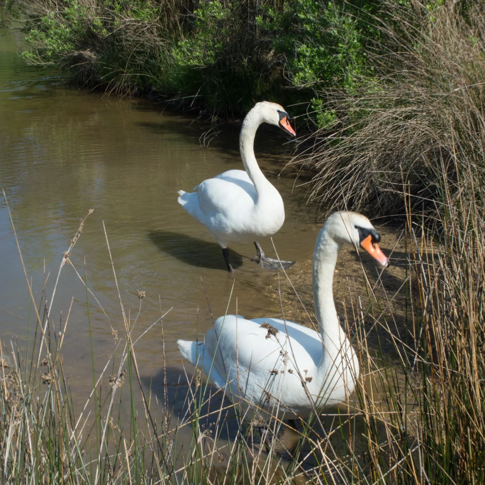 Deux cygnes blancs dans un étang entouré de roseaux.