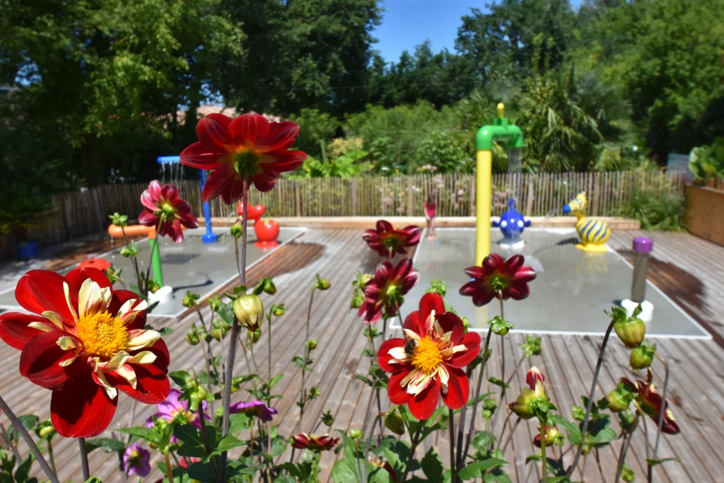 Fleurs rouges devant espace de jeux aquatiques