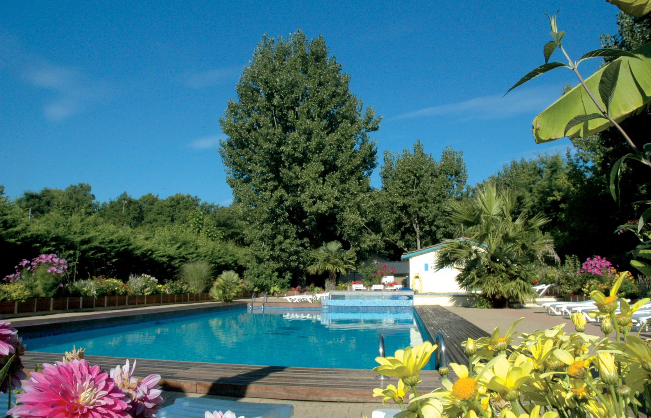 Piscine extérieure entourée de végétation florale.